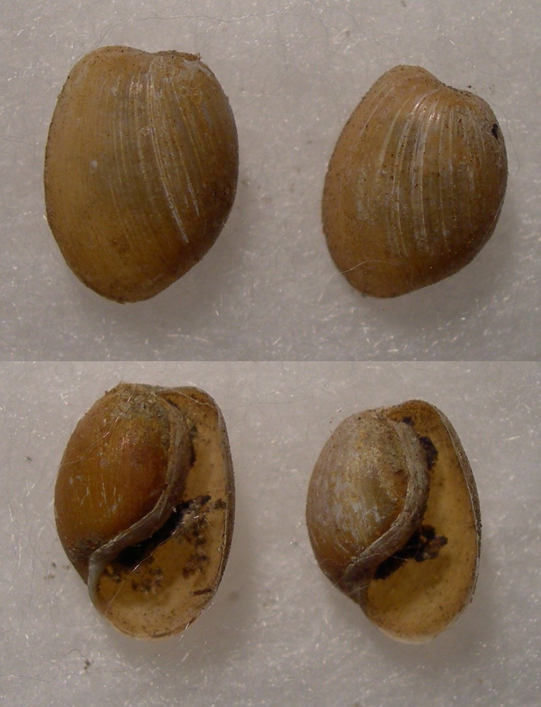 Haminoea callidigenita